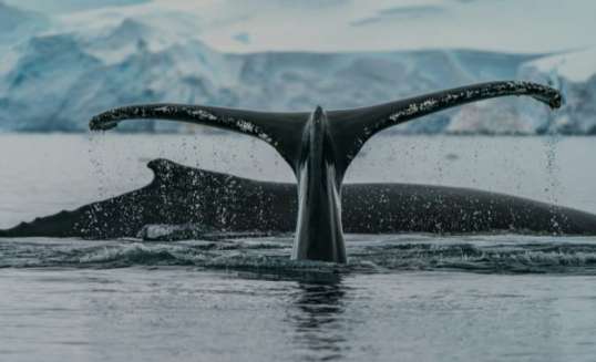 Walvisstaart bij Antarctica